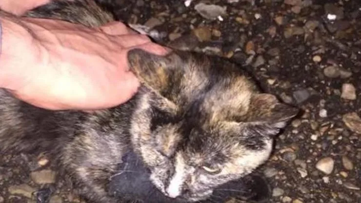 Rusyada cezaevine uyuşturucu taşıyan kurye kedi gözaltına alındı - Son ...