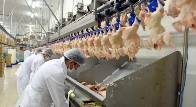 Tavuk eti üretimi mayısta yüzde 16,3 düştü, yumurta arttı