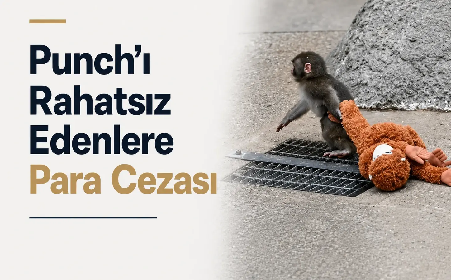 Japonya’daki İçikawa Hayvanat Bahçesi’nde yaşayan makak maymunu Punch