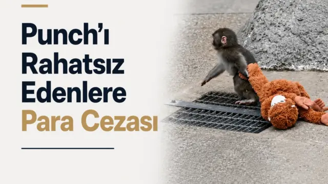 Japonya’daki İçikawa Hayvanat Bahçesi’nde yaşayan makak maymunu Punch