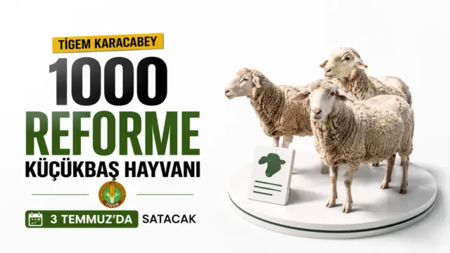 TİGEM Karacabey Tarım İşletmesi'nde satışa çıkarılan reforme küçükbaş hayvanlar